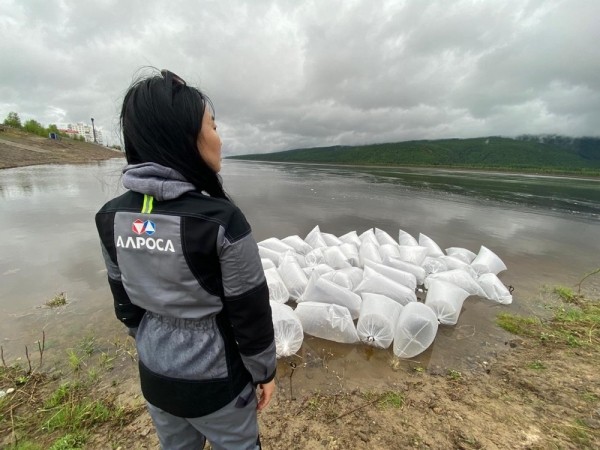 Экоцентр АЛРОСА начал ежегодную программу зарыбления рек Якутии