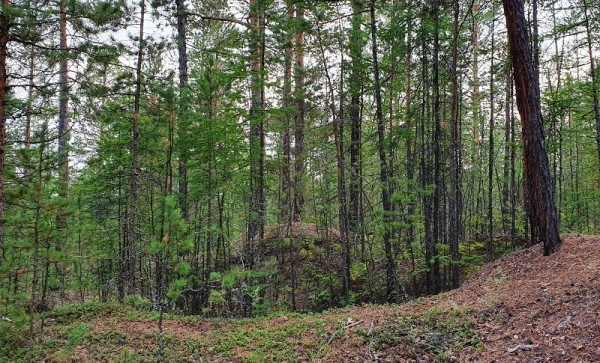 Жителям Якутска запретили ездить в лес