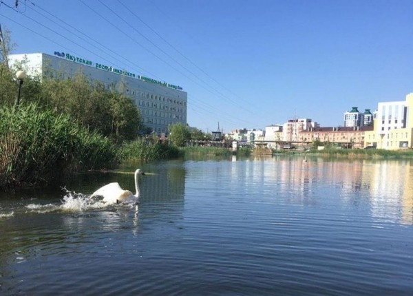 На озере Щорса в Якутске снова плавают лебеди и утки