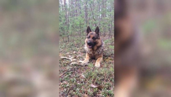 В Якутии служебная собака по кличке Малыш помогла найти воров