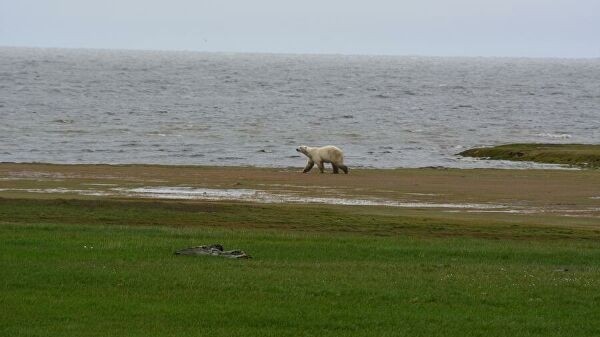 В Якутии создадут заповедник "Медвежьи острова"