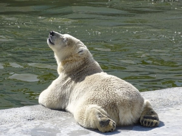 Белого медвежонка из зоопарка «Орто дойду» назвали Алмаз