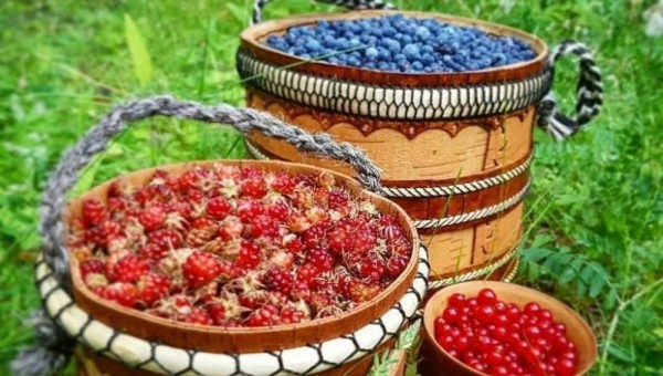 В АПИ считают, что Якутия имеет перспективы для экспорта ягод и дикоросов