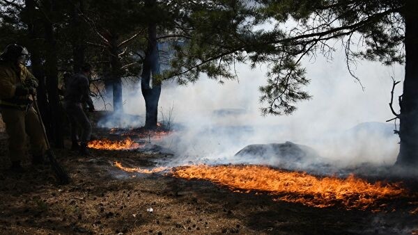 В Рослесхозе оценили риски возникновения природных пожаров в регионах