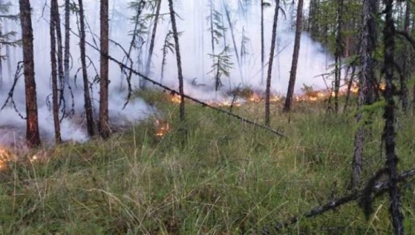 Минэкологии Якутии: лесной пожар в Момском районе не угрожает населенным пунктам
