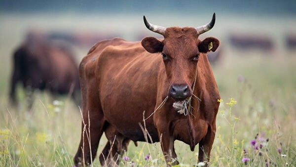 Стадо коров в Якутии погибло от удара током во время грозы