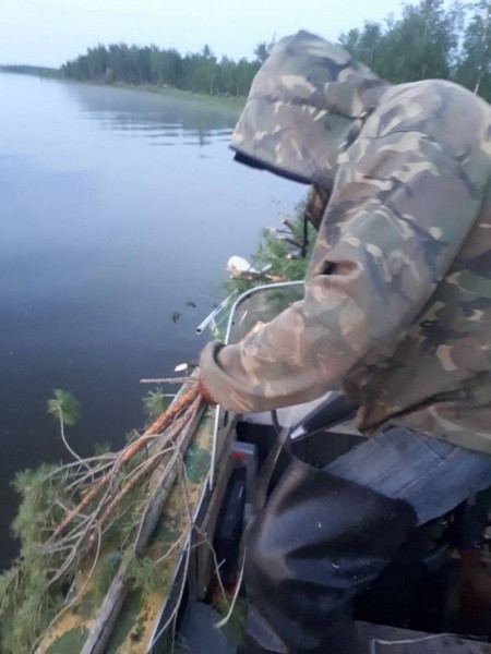 В Кобяйском улусе в озере Ниджили созданы искусственные нерестилища для размножения карася