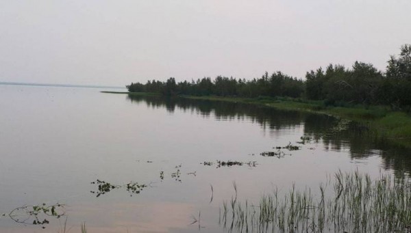 В Кобяйском улусе в озере Ниджили созданы искусственные нерестилища для размножения карася