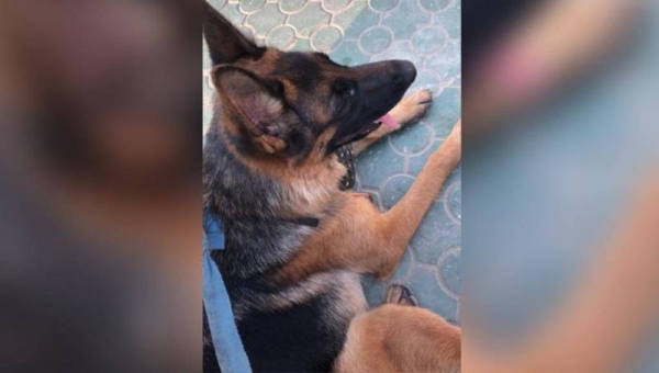 В Якутске полицейский разыскал и вернул в семью пропавшую собаку