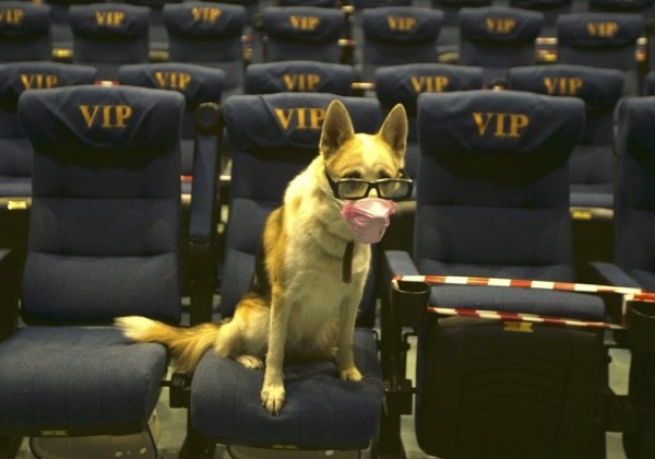 Видео:Cinema-Center открылся!…для собак