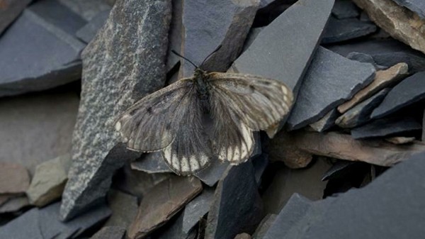 Новый подвид редчайшей арктической бабочки обнаружили в Якутии