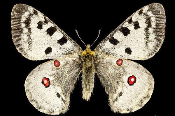   В Якутии обнаружили новый подвид редчайшей арктической бабочки 