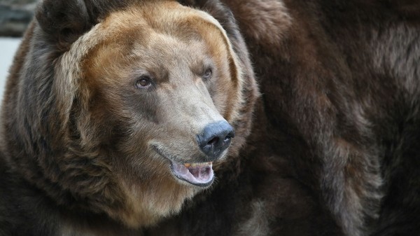 В Якутии 84-летняя женщина перерычала напавшего на нее медведя