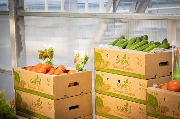 Еще больше свежих овощей и зелени круглый год. Третью очередь тепличного комплекса «Саюри» открыли в Якутске