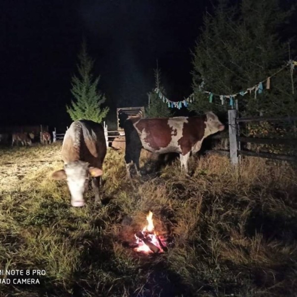В Сунтарский улус завезли скот из Орловской области