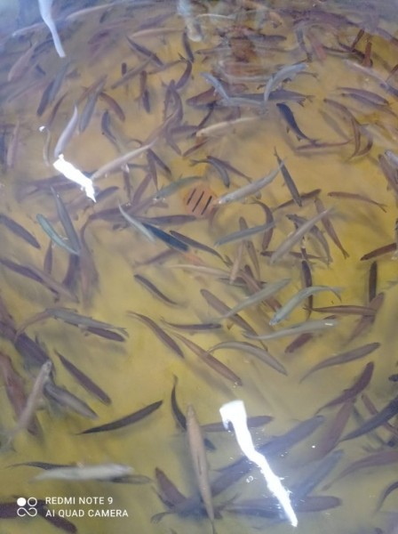 Чернышевский рыбзавод отметит свое 50-летие