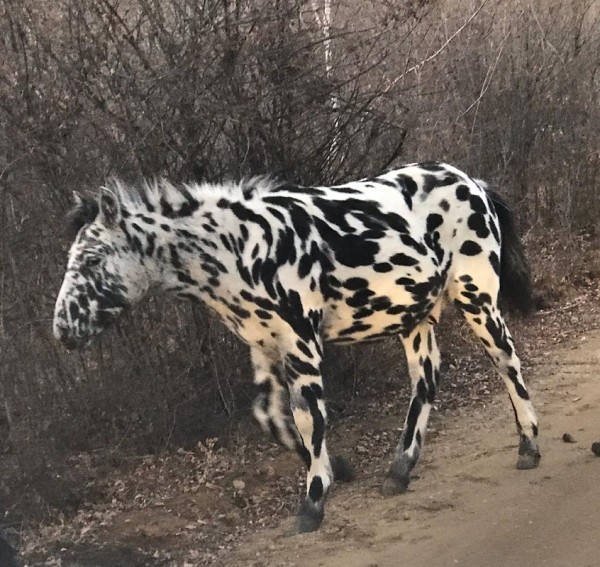 Фотофакт: лошадь в леопардовой шкуре