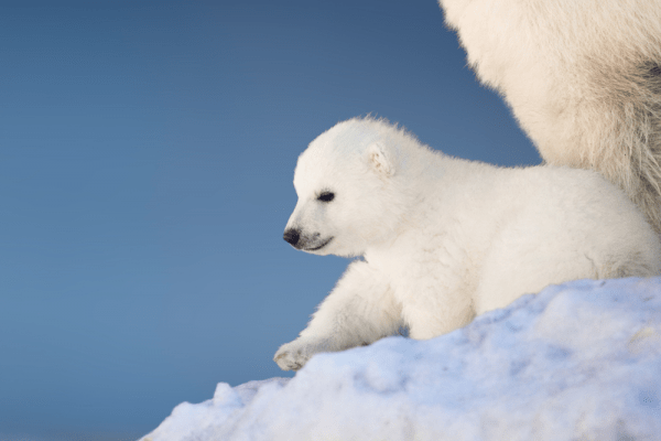   В Якутии застрелили белого медвежонка 