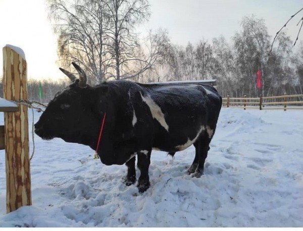 Восстановление популяции якутского скота успешно продолжается