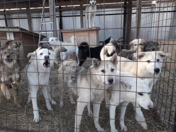 «В Якутске бегают беременные собаки с бирками из ППЖ, это отмывание бюджетных денег» — зоозащитники