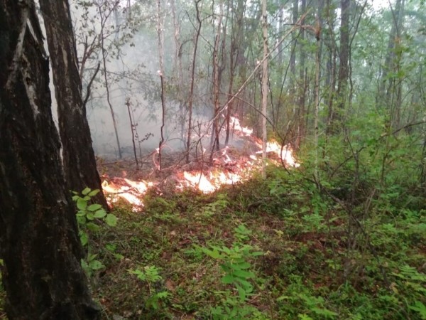 В ресурсном резервате «Приалданский» борются с лесным пожаром
