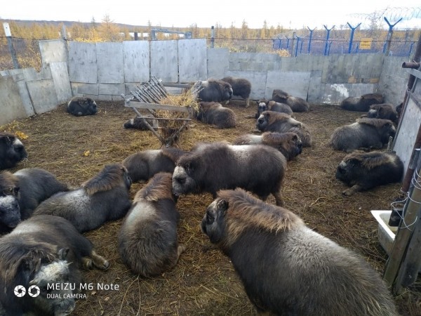 Якутские овцебыки поселятся в Магаданской области