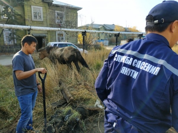 Фотофакт: В Якутске лошадь провалилась в яму