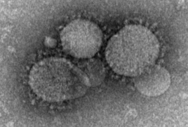 Дыхание смерти: что породило самые страшные и смертельно опасные коронавирусы