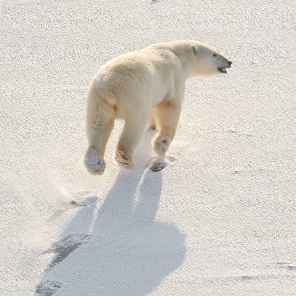 Фотофакт: Нынче белые медведи в меру упитанные