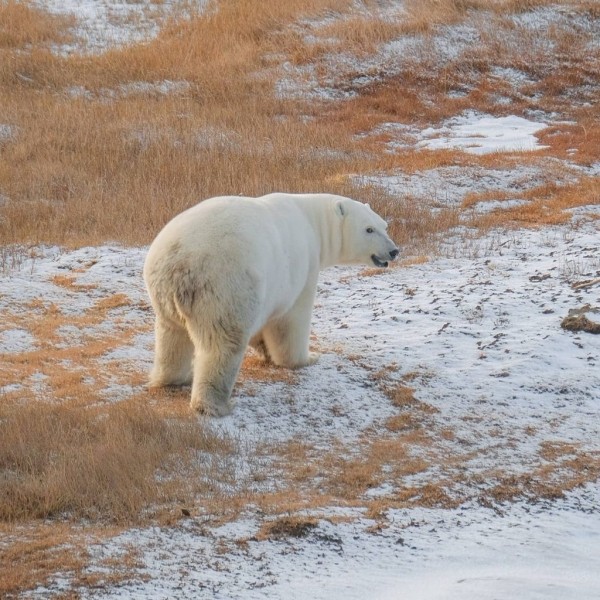 Фотофакт: Нынче белые медведи в меру упитанные