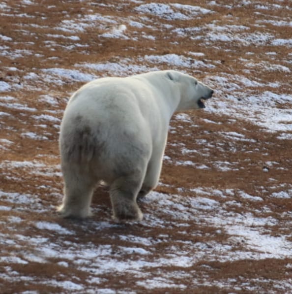 В Нижнеколымском улусе проведен мониторинг белых медведей