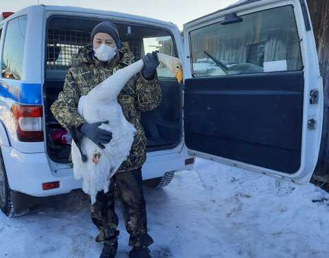 Якутяне спасли одинокого раненого лебедя
