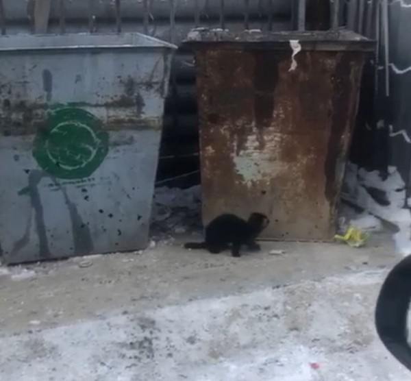 Фотофакт: Соболь в центре Якутска