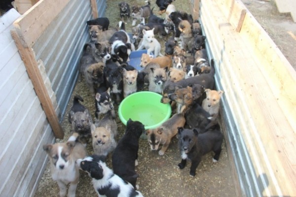 «В Якутске бегают беременные собаки с бирками из ППЖ, это отмывание бюджетных денег» — зоозащитники